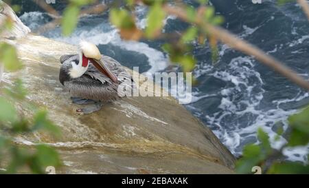 Brauner Pelikan mit Kehlbeutel und großem Schnabel nach dem Angeln, Sandsteinfelsen in La Jolla Cove. Seevögel im Grünen auf einer Klippe über dem wasser des pazifischen Ozeans Stockfoto