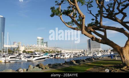 Embarcadero Marina Park, große Korallenbäume in der Nähe USS Midway und Convention Center, Seaport Village, San Diego, Kalifornien USA. Luxusyachten und Hotels, Stockfoto