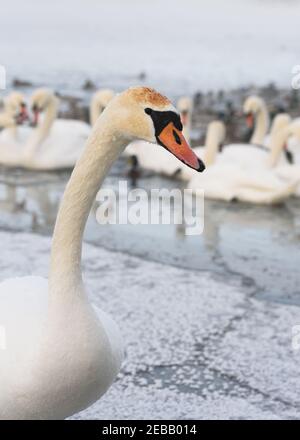 Im Fluss Nemunas hat Litauen die größte Kolonie überwinternder Wasservögel, Schwäne, Enten und anderer Wasservögel. Stockfoto