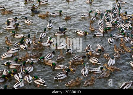 Im Fluss Nemunas hat Litauen die größte Kolonie überwinternder Wasservögel, Schwäne, Enten und anderer Wasservögel. Stockfoto