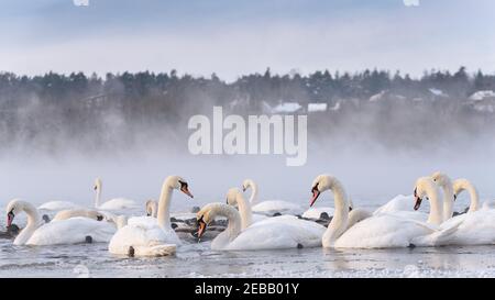 Im Fluss Nemunas hat Litauen die größte Kolonie überwinternder Wasservögel, Schwäne, Enten und anderer Wasservögel. Stockfoto