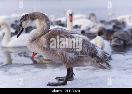 Im Fluss Nemunas hat Litauen die größte Kolonie überwinternder Wasservögel, Schwäne, Enten und anderer Wasservögel. Stockfoto