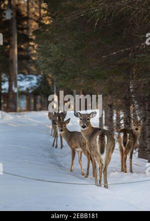 Weißschwanzhirsche, die eine schneebedeckte Auffahrt im Norden von Wisconsin hinunterlaufen. Stockfoto