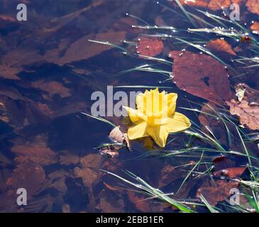 Daffodil, schwimmend auf Teich, Stockfoto