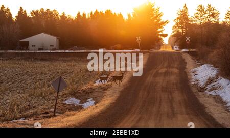 Weißschwanzhirsche überqueren eine Landstraße im Norden von Wisconsin. Stockfoto