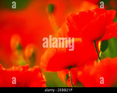 Mohn, Stockfoto