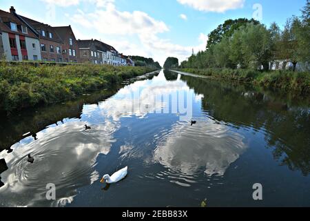 Landschaft mit typischen flämischen Landhäusern und Schwanen am Ufer des Damse Vaart (Damme-Kanal), im Nordosten von Brügge in Westflandern, Belgien Stockfoto