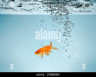 Einzelner Goldfisch im Wasser mit Blasen Stockfoto