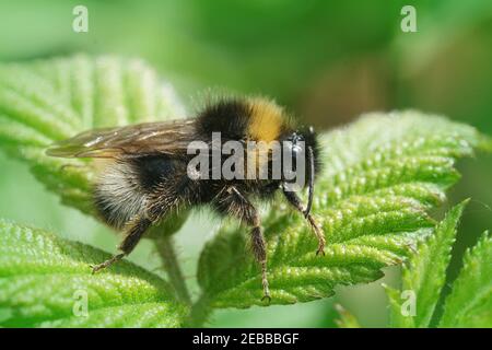 Selektiver Fokus Nahaufnahme einer männlichen Waldkuckuckhummel auf Die Blätter Stockfoto