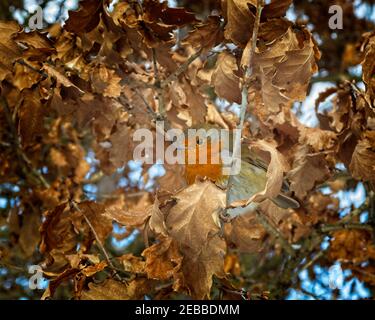 Ein frech Robin Redbreast (Erithacus rubecula) versteckt sich in einem Baum unter toten goldfarbenen Blättern im Freien im Wald. Stockfoto