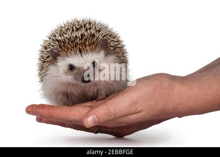 Ausgewachsener männlicher Fuchsenigel alias Atelerix albiventris. Sitzt nach vorne auf Huma Hand. Isoliert auf weißem Hintergrund. Stockfoto