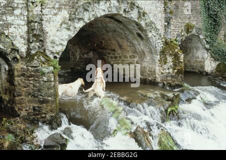 Devon und Somerset Staghounds Oktober 10th 1981. Ein erschöpfter Hirsch steht in der Bucht unter einer kleinen Steinbrücke bei Dunster. Die Jagd dauerte etwa fünf Stunden und erstreckte sich von Morebath nach Dunster, wahrscheinlich weit über 20 Meilen, als die Rehe und die Hunde liefen. Das war lange vor dem Jagdgesetz 2004, das diesen Zeitvertreib aus Grausamkeit verbannte. Stockfoto