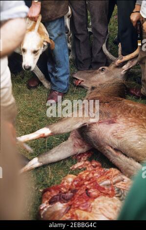 Devon und Somerset Staghounds August 22nd 1981. Nach dem Töten gibt es das Gralloch. Die Schlitze (Hufe) werden vom toten Hirsch abgeschnitten und als Trophen verkauft, um Anhänger zu jagen. Der Mageninhalt wird vom Satg gekippt und den Hunden gegeben. Das war lange vor dem Jagdgesetz 2004, das diesen Zeitvertreib aus Grausamkeit verbannte. Stockfoto