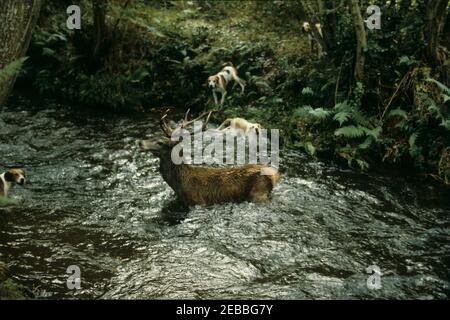 Devon und Somerset Staghounds Oktober 8th 1981. Ein erschöpfter Hirsch steht an der Bucht in einem Bach bei Luccombe, südlich von Porlock. Der Hirsch wurde kurz darauf erschossen. Das war lange vor dem Jagdgesetz 2004, das diesen Zeitvertreib aus Grausamkeit verbannte. Stockfoto