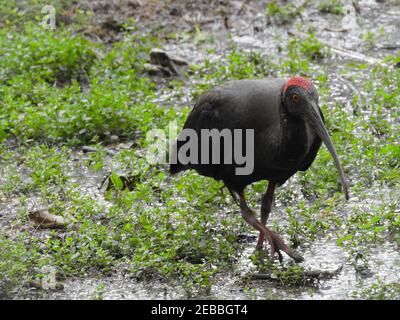 Schöne Aussicht auf einen Vogel, der auf dem Boden steht Das Feld an einem sonnigen Tag Stockfoto