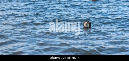 Glatt beschichtete Otter (Lutrogale perspicillata). Fleischfressende, aquatische, Säugetiere. Schwimmen im Fluss, Fisch essen. Singapur. Stockfoto