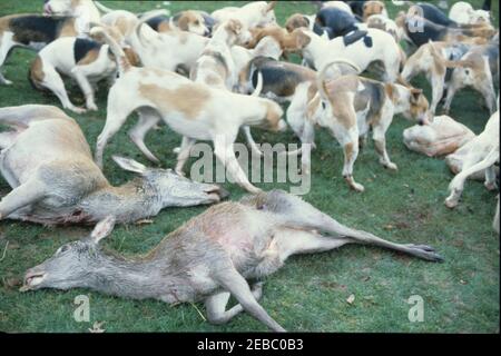Devon und Somerset Staghounds November 17th 1981. Rothirschhinden wurden während der Schwangerschaft gejagt. Sie liefen oft von den Hunden in Gesellschaft mit ihrem Kalb aus dem Vorjahr. An diesem Tag wurden eine Hinde und ihr einjähriges Kalb gemeinsam gejagt und beide getötet. Das war lange vor dem Jagdgesetz 2004, das diesen Zeitvertreib aus Grausamkeit verbannte. Stockfoto