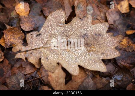 Feuchtes herbstliches Eichenblatt mit Regentropfen Stockfoto