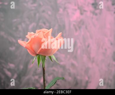 Kopf auf, Seitenansicht der einzelnen blühenden Tönung Farben von Orange und Rosa Rose mit unregelmäßigen rosa Grunge Acryl abstrakte Textur Hintergrund. Stockfoto