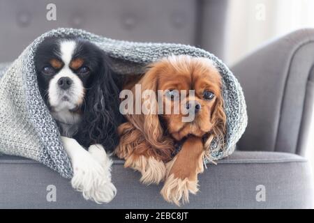 Zwei niedliche Hunde, cavalier Spaniels, entspannen unter der warmen Decke zu Hause Stockfoto
