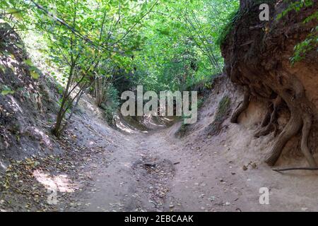 Lössschlucht in der Stadt Kazimierz Dolny, Polen. Fantastische Formen von Bäumen und ihre Wurzeln, die auf den Hängen wachsen Stockfoto