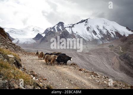 Yaks-Herde überquert die Straße im Bergtal von Tien Shan in Kasachstan, Zentralasien Stockfoto