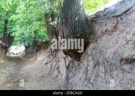 Lössschlucht in der Stadt Kazimierz Dolny, Polen. Fantastische Formen von Bäumen und ihre Wurzeln, die auf den Hängen wachsen Stockfoto