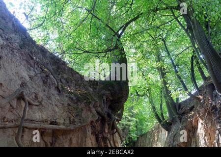 Lössschlucht in der Stadt Kazimierz Dolny, Polen. Fantastische Formen von Bäumen und ihre Wurzeln, die auf den Hängen wachsen Stockfoto