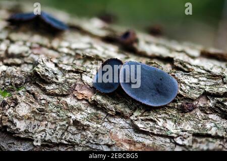 Bulgarien Inquinans ist ein Pilz in der Familie Bulgariaceae. Es ist allgemein unter dem Namen Black Bulgar und Black Jelly Drops bekannt. , ein fesselnde Foto Stockfoto