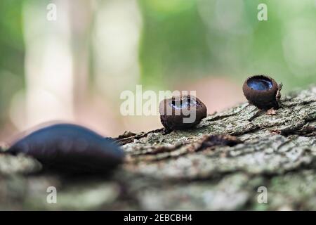 Bulgarien Inquinans ist ein Pilz in der Familie Bulgariaceae. Es ist allgemein unter dem Namen Black Bulgar und Black Jelly Drops bekannt. , ein fesselnde Foto Stockfoto