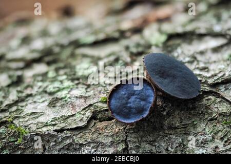 Bulgarien Inquinans ist ein Pilz in der Familie Bulgariaceae. Es ist allgemein unter dem Namen Black Bulgar und Black Jelly Drops bekannt. , ein fesselnde Foto Stockfoto