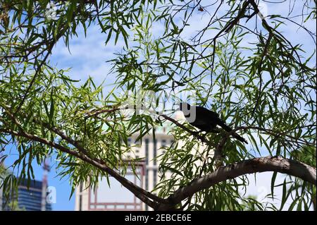 Schwanzgrackle in einem Baum in Las Vegas Stockfoto