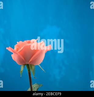 Blühende orange rosa Rose mit Wassertropfen und blau grunge Acryl abstrakte Textur handgemachte Kunstwerk Hintergrund. Speicherplatz kopieren. Kopf an, Seitenansicht. Stockfoto