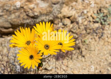 Die orangefarbenen Namaqua Widowseed-Gänseblümchen (Hyoseroides Asteraceae) in voller Blüte im Namaqualand Veld, im Goegap Nature Reserve, Südafrika Stockfoto