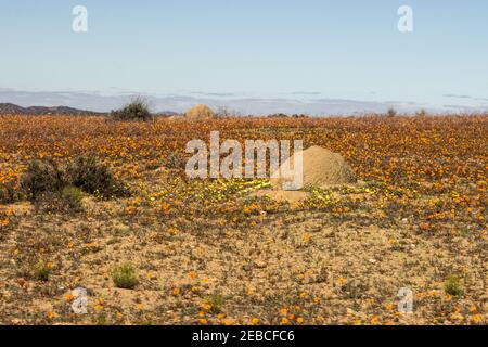 Ein Feld mit einem Teppich von wilden Blumen im Frühling im Namaqua National Park von Südafrika gefüllt Stockfoto