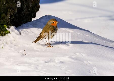 Sythen, Münsterland, NRW, 12th. Februar 2021. Ein kleiner Rotkehlchen (Erithacus rubecula) hüpft im Schnee herum, um Samen zu finden. Im Münsterland wurden heute Morgen Temperaturen von bis zu -20 Grad registriert. Das kalte, aber angenehme Wetter wird sich bis zum Wochenende fortsetzen. Kredit: Imageplotter/Alamy Live Nachrichten Stockfoto