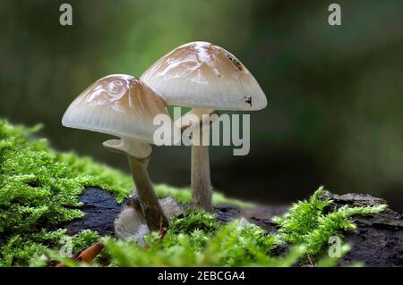 Oudemansiella mucida, allgemein bekannt als Porzellanpilz, ist ein basidiomycete Pilz der Familie Physalacriaceae und heimisch in Europa. , eine Intrestin Stockfoto