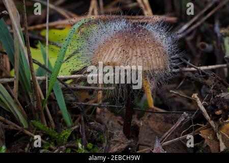 Spinellus fusiger, allgemein bekannt als die Haubenform, ist eine Pilzart im Stamm der Zygomycota. , ein fesselnde Foto Stockfoto