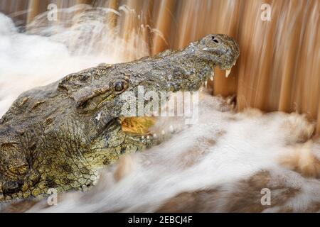 Riesige Nilkrokodil, Crocodylus niloticus, Jagd auf Fische schwimmen up-River in Wehr, Malelane District, Kruger National Park, Südafrika Stockfoto