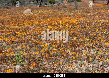 Ein Feld mit einem Teppich von wilden Blumen im Frühling im Namaqua National Park von Südafrika gefüllt Stockfoto