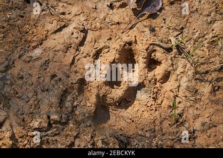 Fußabdruck eines Jaguar, Panthera onca, im weichen Schlamm der Feuchtgebiete im Pantanal Sumpf entlang der Transpantaneira in Richtung Porto Jofre bei Cuiaba Ri Stockfoto