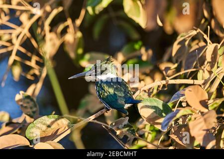 Grüner Eisvogel, Chloroceryle americana, thront in den Büschen entlang der Transpantaneira nach Porto Jofre in den Feuchtgebieten des Pantanal Sumpf in Braz Stockfoto