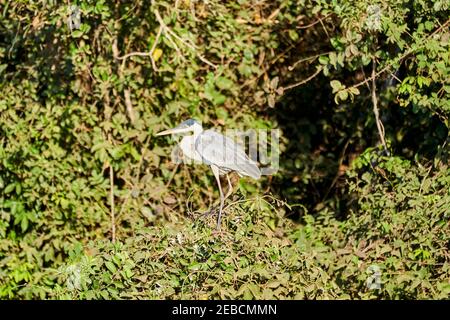 Exotische Vögel des Pantanal. Der Cocoi Reiher, Ardea cocoi, ist eine Art langbeiniger Watvogel aus der Familie der Ardeidae, die auf einem Ast sitzt Stockfoto