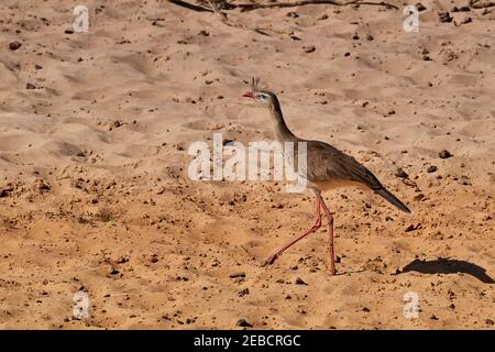 Rotbeinige seriema, Cariama cristata, auch crested cariama oder crested seriema, in den Feuchtgebieten des Pantanal Sumpf, Brasilien, Südamerika Stockfoto