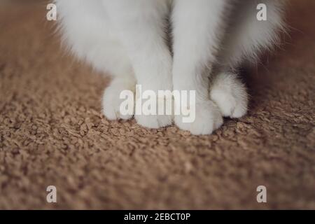 Detail-Aufnahme der weiche Katze Pfoten beim Sitzen am Tisch Stockfoto