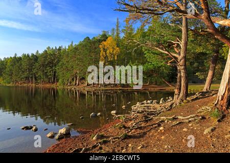 Kiefernwald und stillen Wassern des Sees bei Dämmerung, Loch An Eilein, Schottisches Hochland Stockfoto