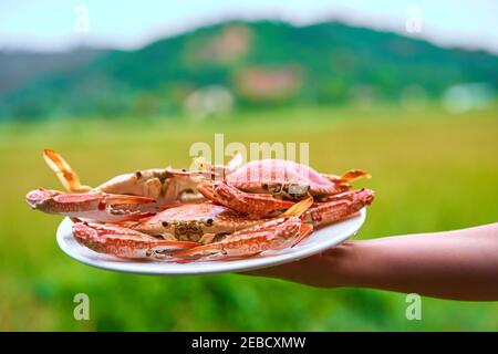 Bündel frisch gekochte blaue Krabben in weißem Teller auf grünem Feld Hintergrund. Stockfoto