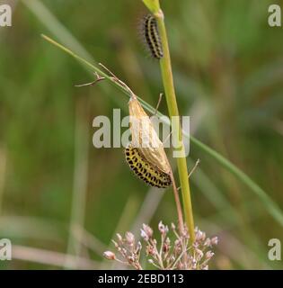 Sechs-Punkt-burnett (Zygaena filipendulae) Raupe und Puppe Stockfoto