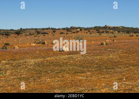 Ein Feld gefüllt mit einem Teppich aus Wildblumen im Frühling im Namaqua Nationalpark von Südafrika Stockfoto