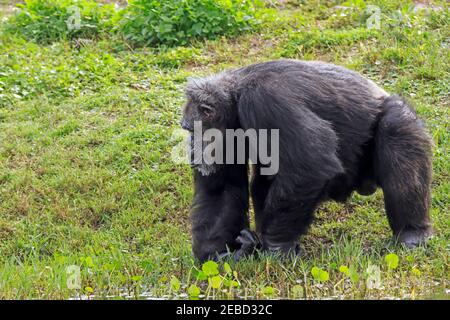 Schimpansen, Pan troglodytes, Männchen Stockfoto